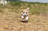 CORGI PEMBROKE 416